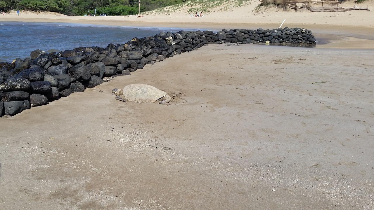 Photo of Others in Kihei