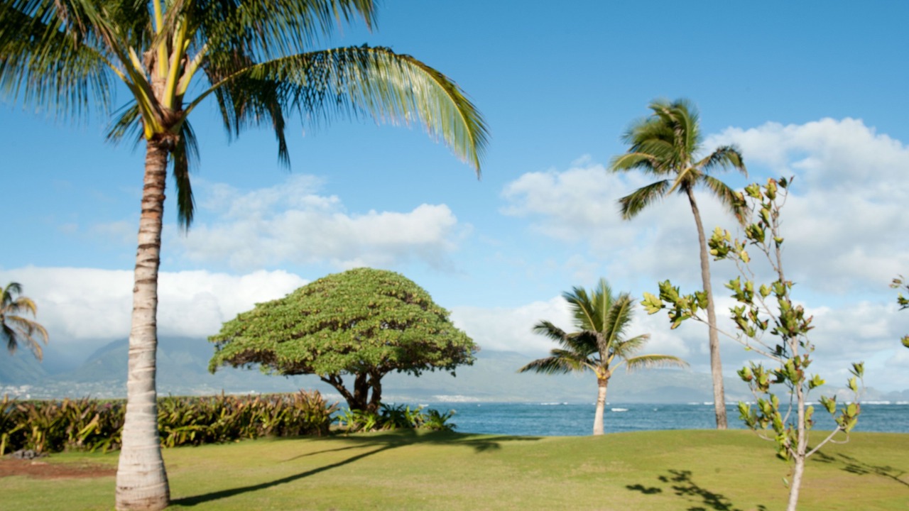 Photo of Others in Kahului
