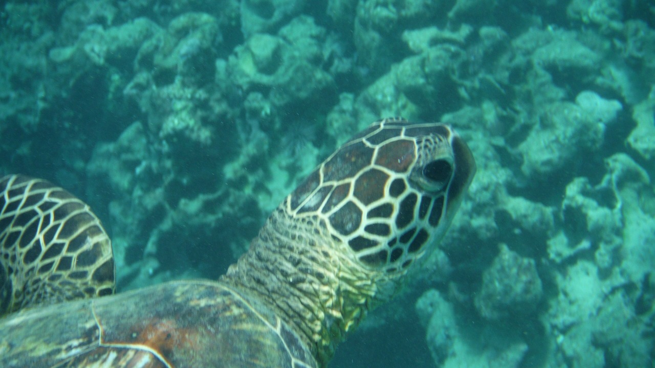 Photo of Outdoor in Lihue