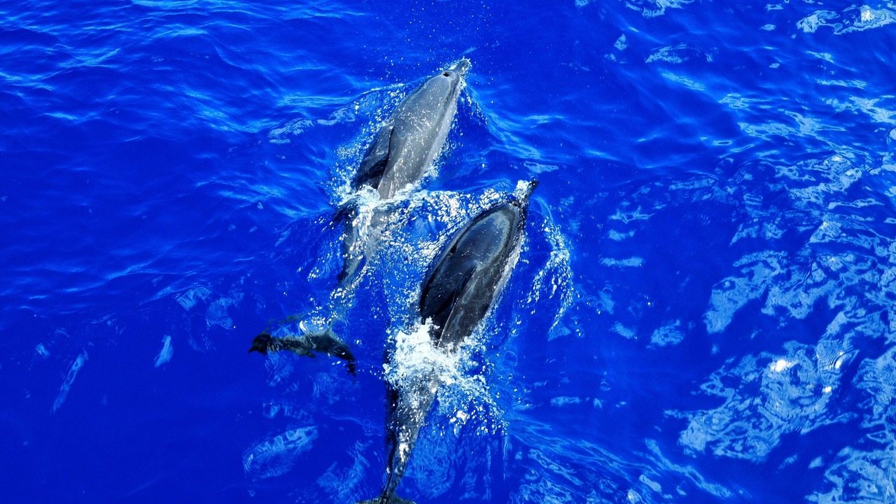 Photo of Outdoor in Wailea