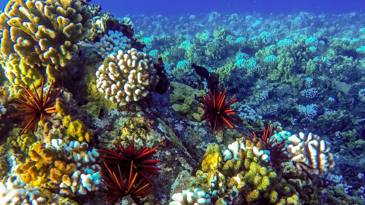 Photo of Outdoor in Wailea