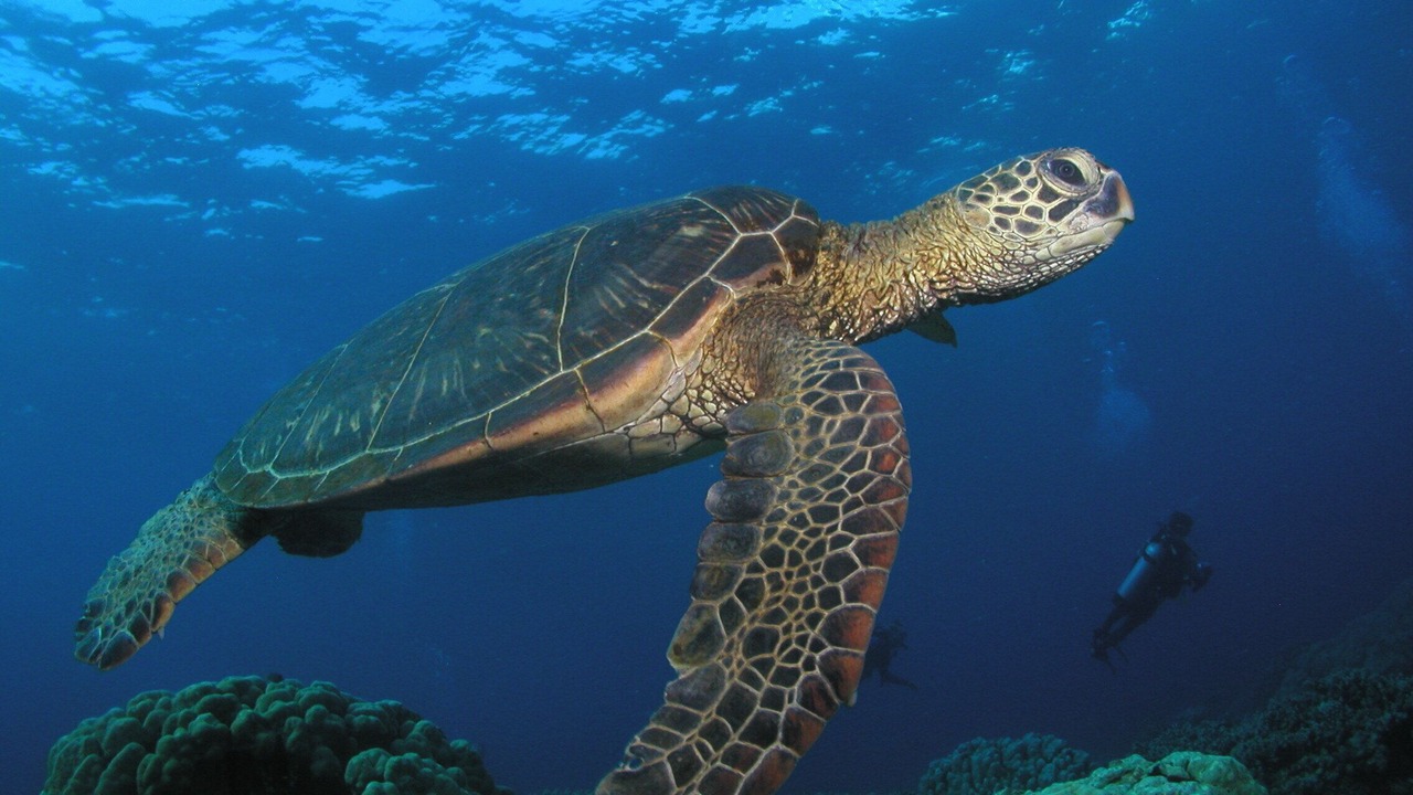 Photo of Others in Wailea