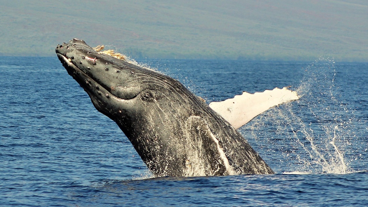Photo of Others in Wailea