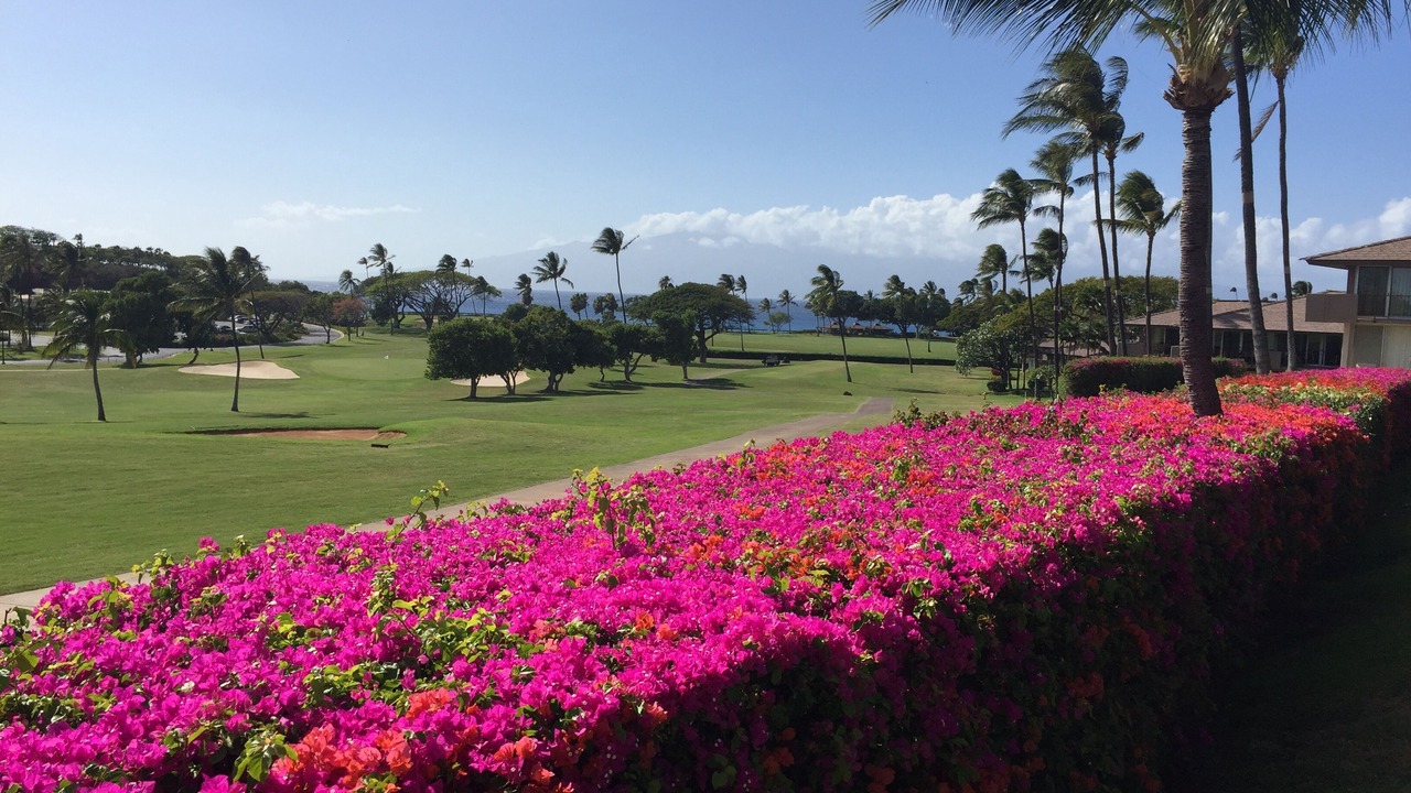 Photo of Others in Kaanapali