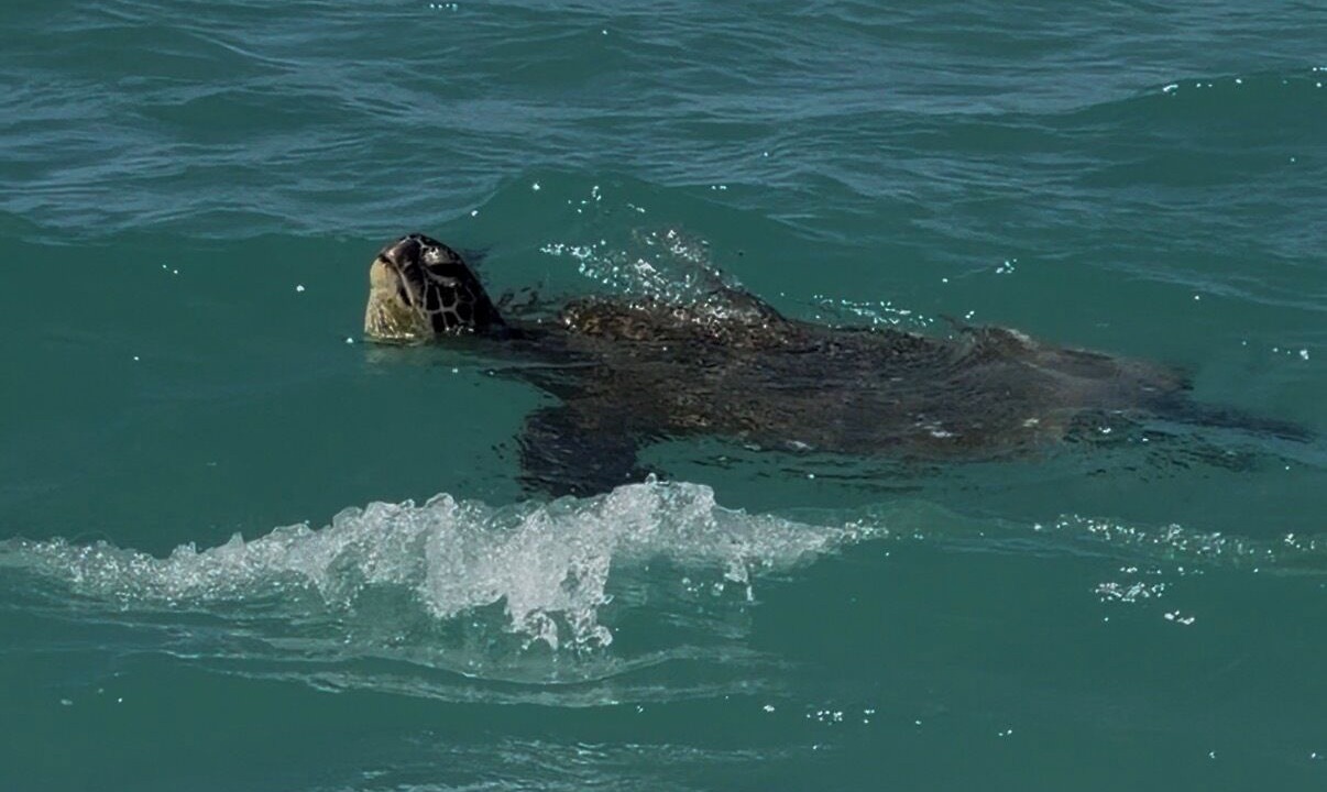 Photo of Others in Makaha