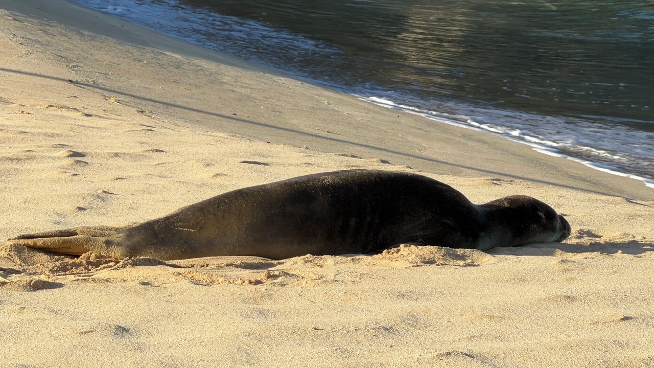 Photo of Others in Makaha