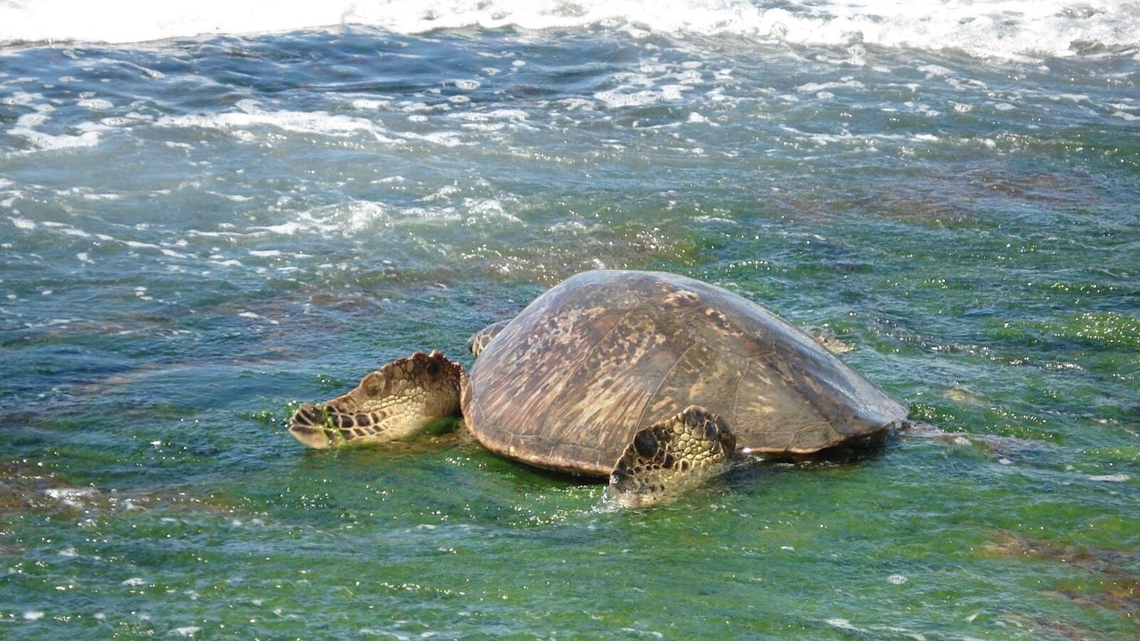 Photo of Others in Ko Olina