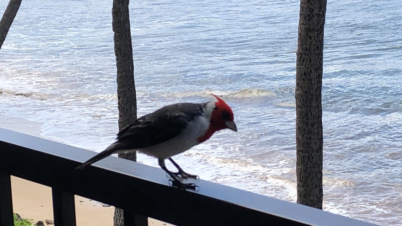 Photo of Others in Maalaea