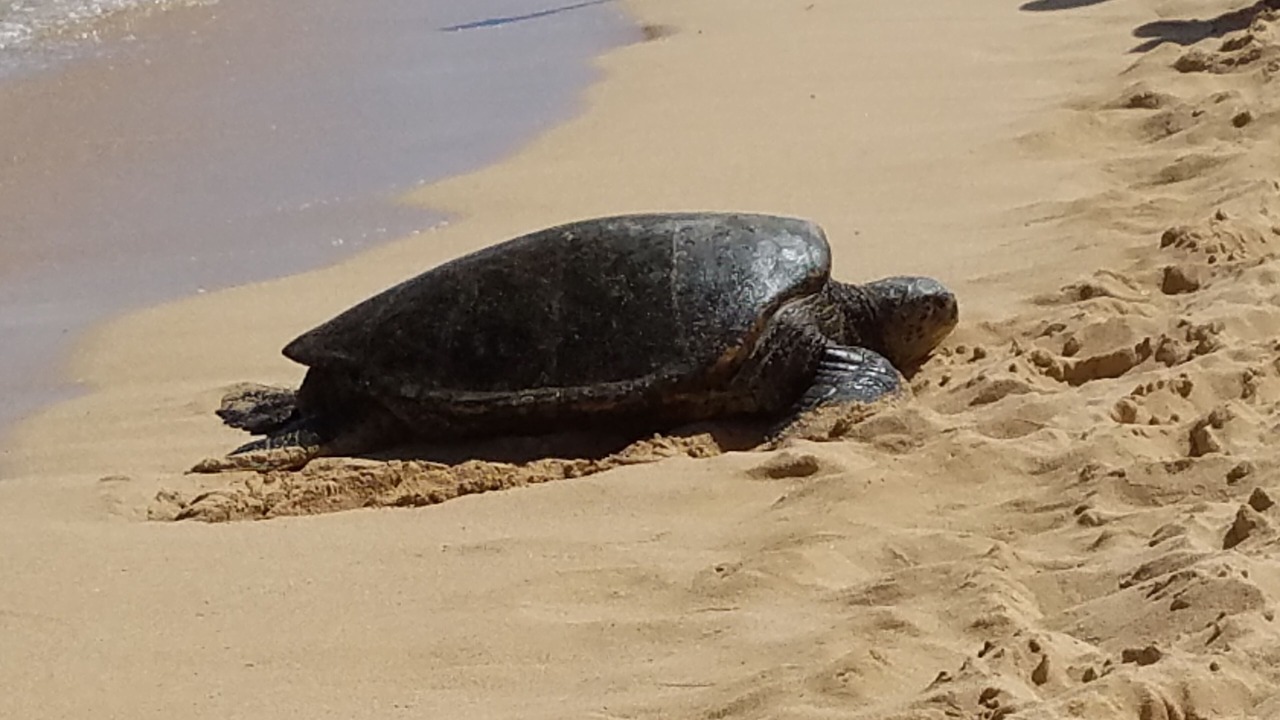 Photo of Others in Poipu