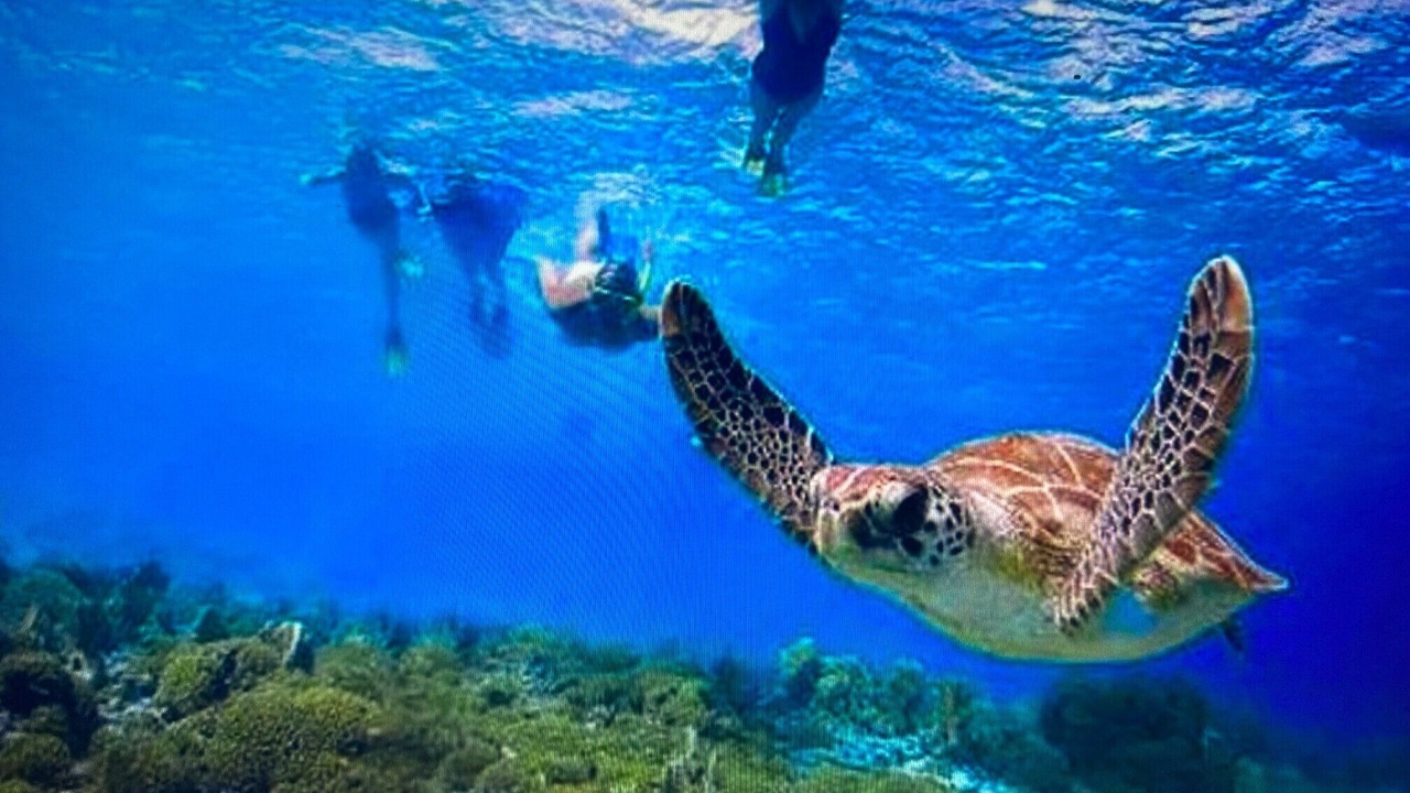 Photo of Others in Wainiha