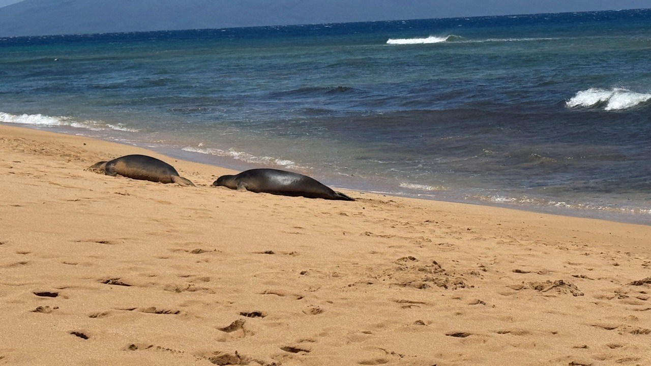Photo of Others in Honokowai