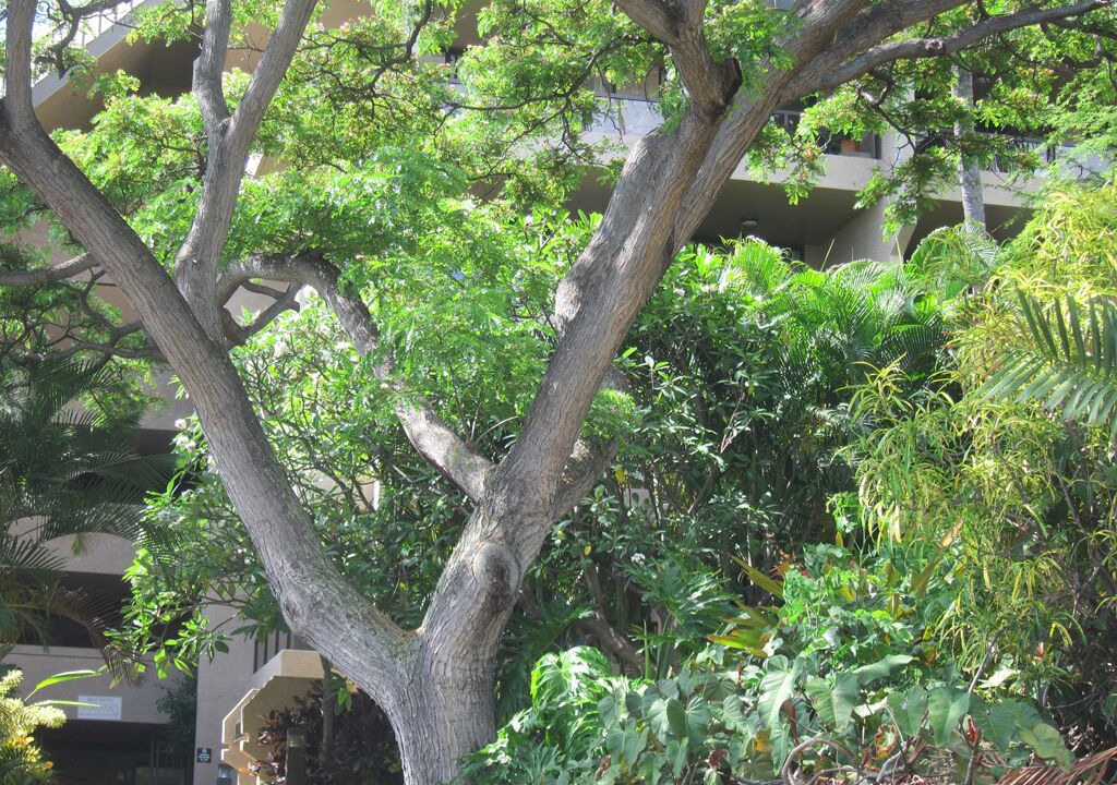 Photo of Others in Historic Kailua Village