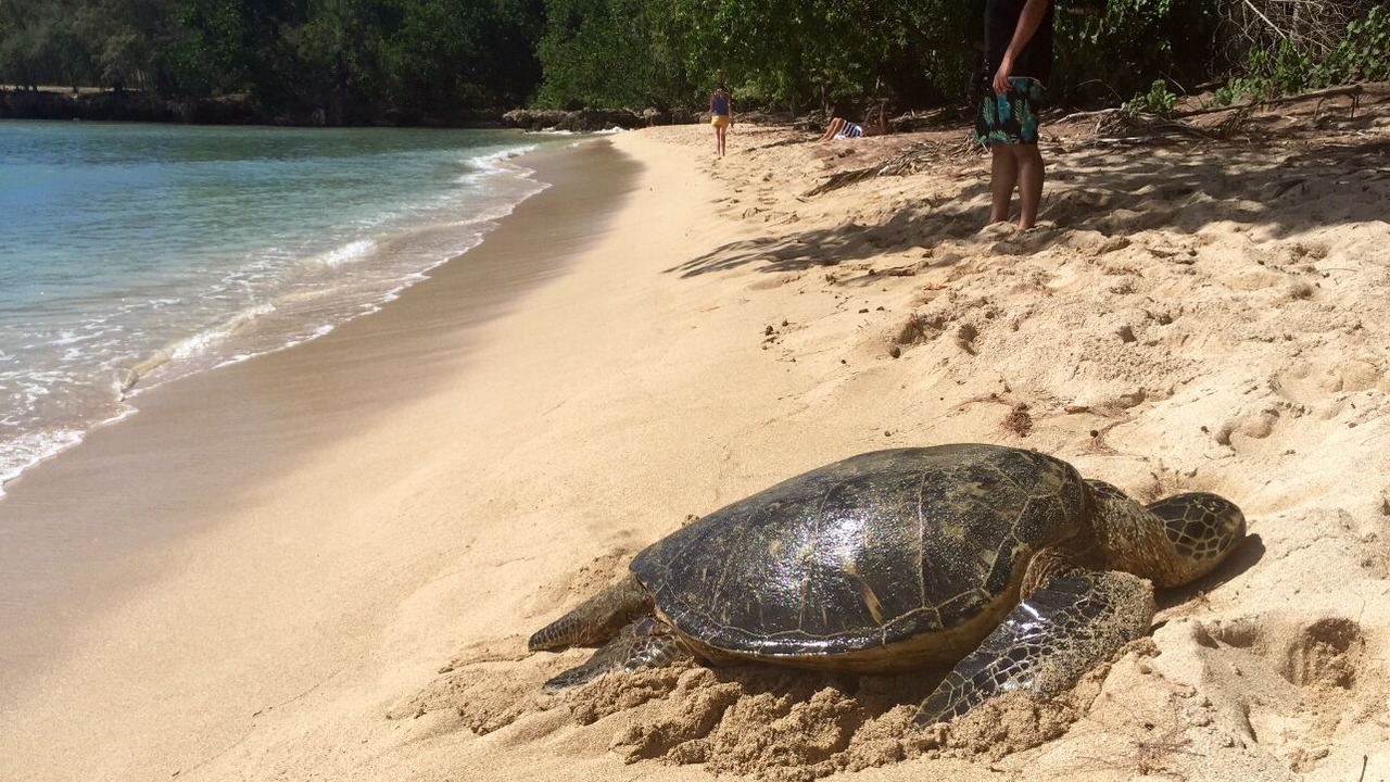 Photo of Others in Hauula