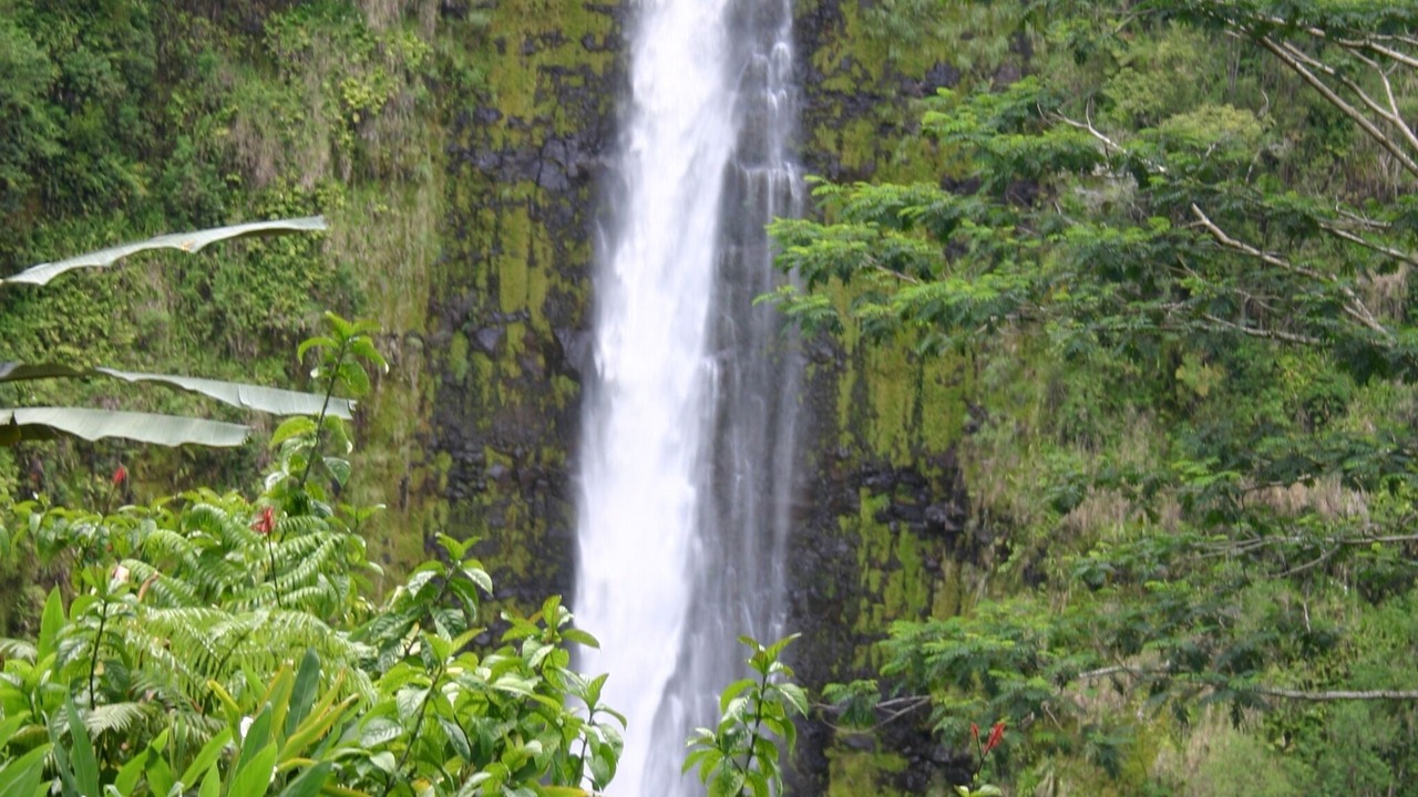 Photo of Others in Hilo