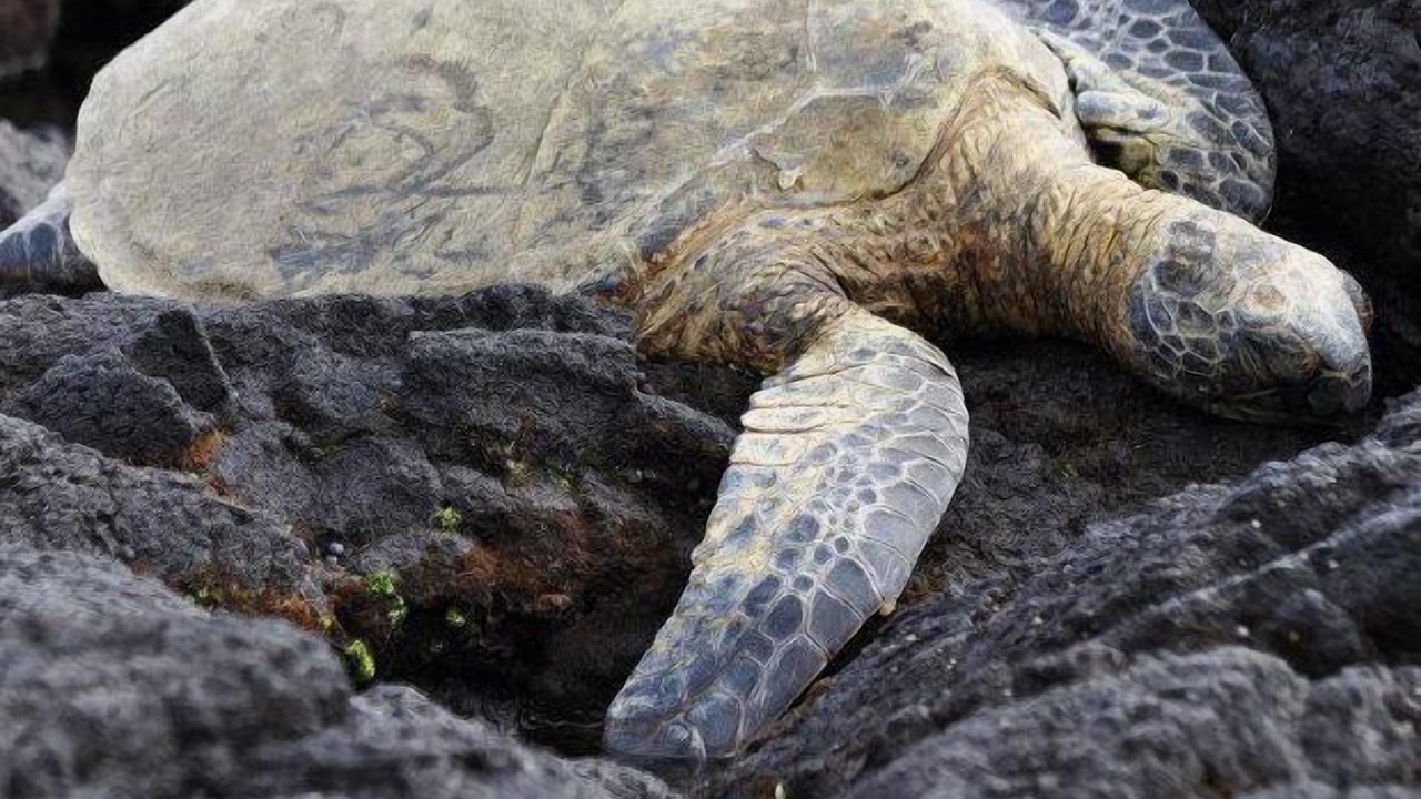 Photo of Others in Waikoloa Village