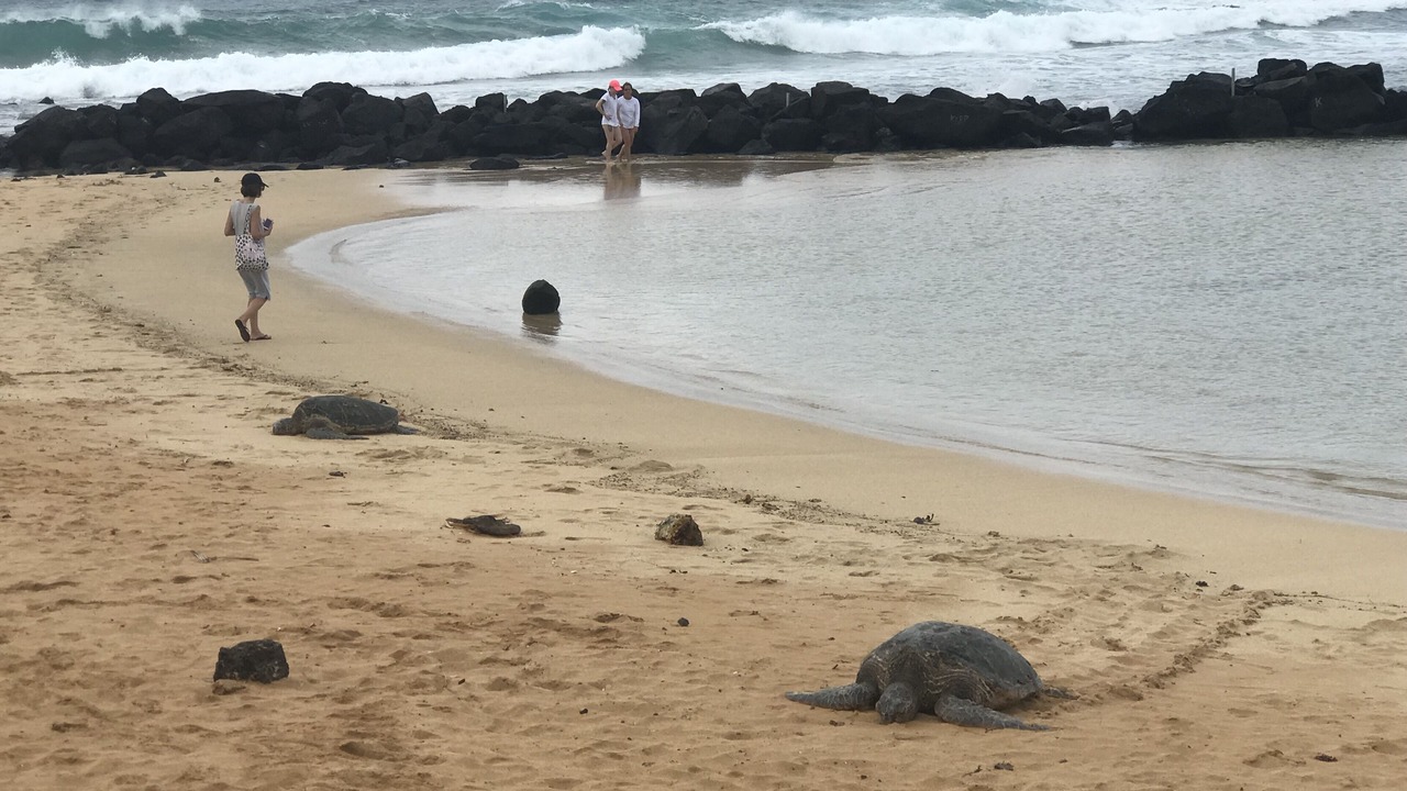 Photo of Others in Poipu