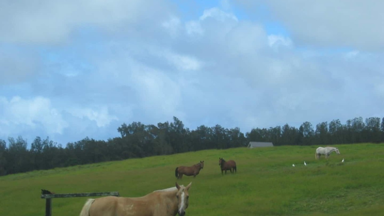 Photo of Others in Hawi