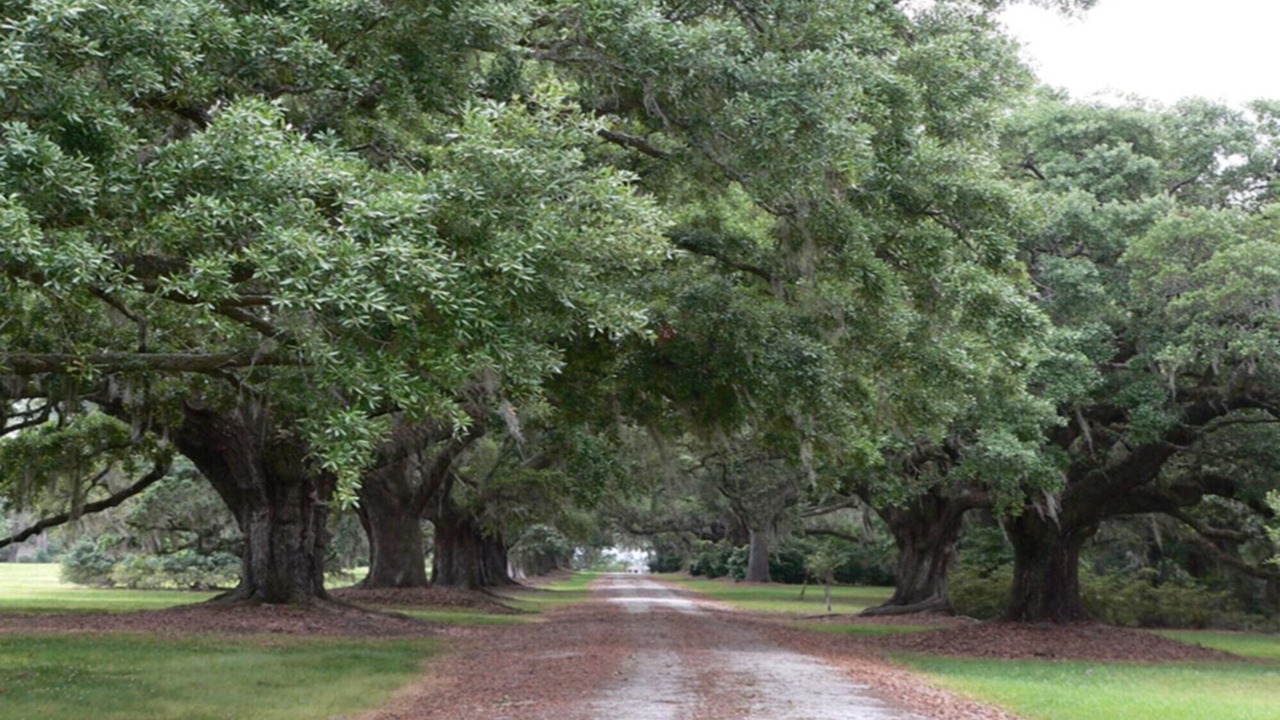 Photo of Others in Saint Helena Island