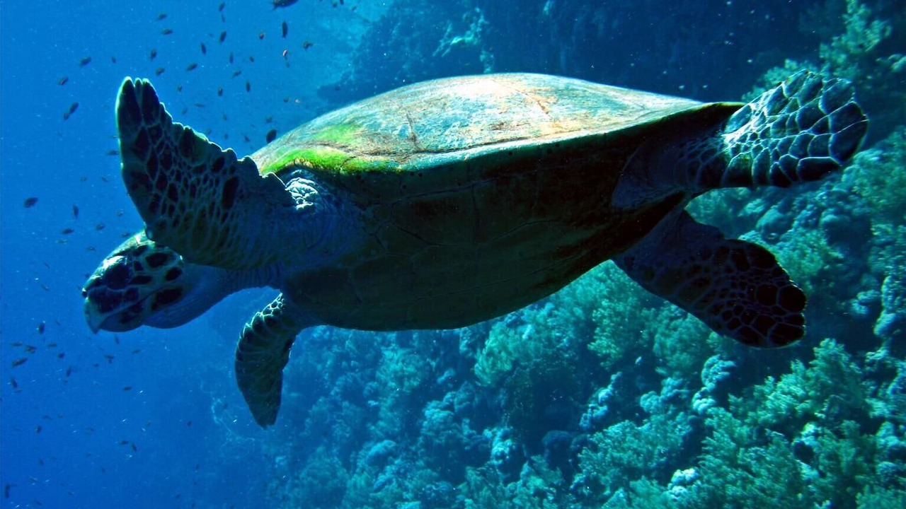 Photo of Others in Ko Olina