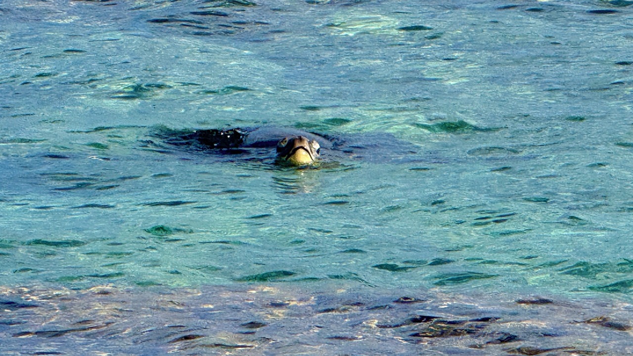 Photo of Others in Mokuleia