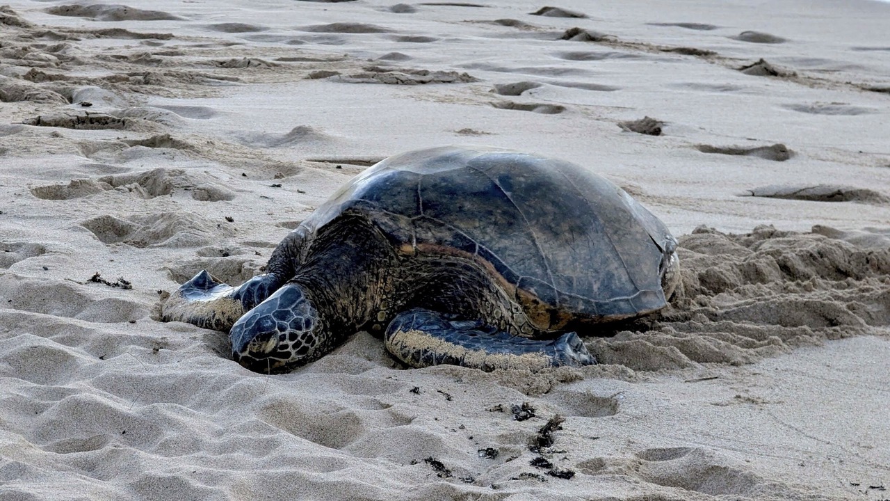Photo of Others in Mokuleia