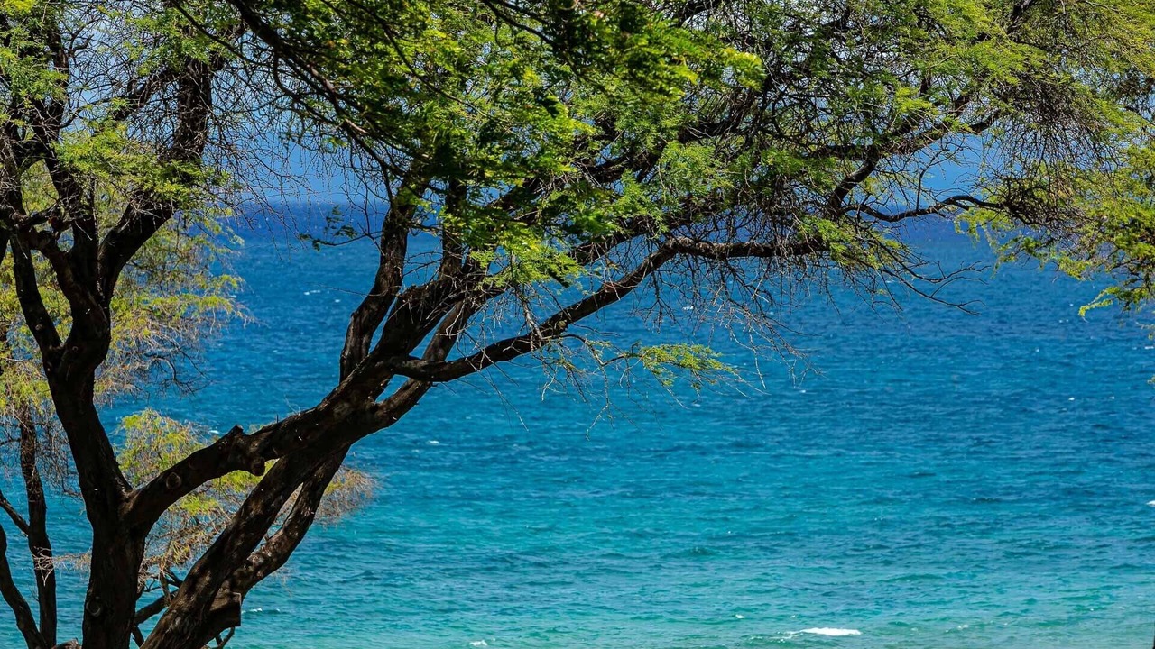 Photo of Others in Kihei