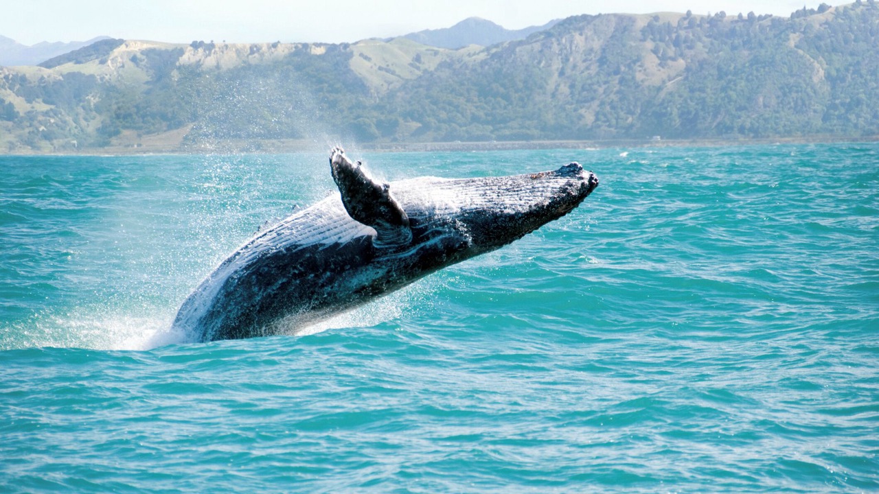 Photo of Others in Lahaina