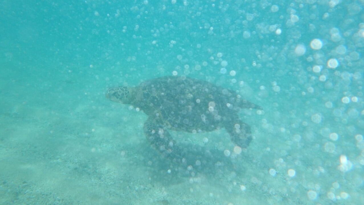 Photo of Others in Kahana