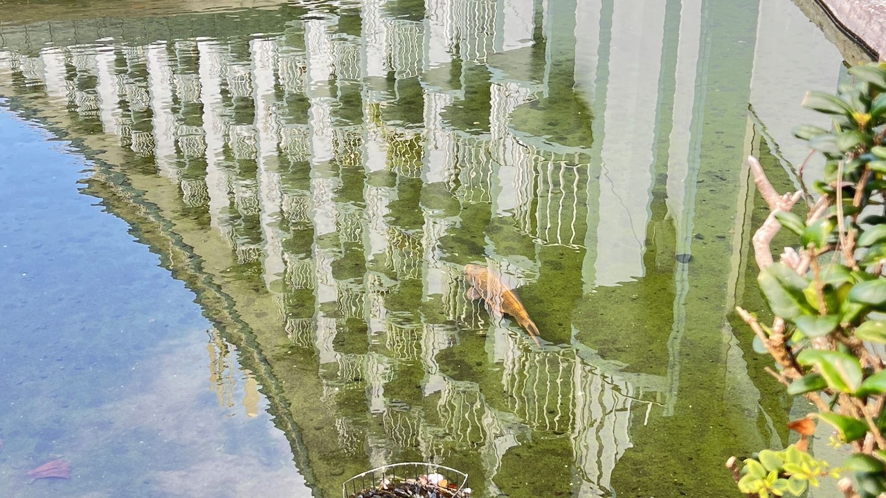 Photo of Others in Hilo