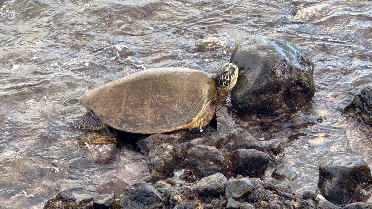Photo of Others in Maalaea