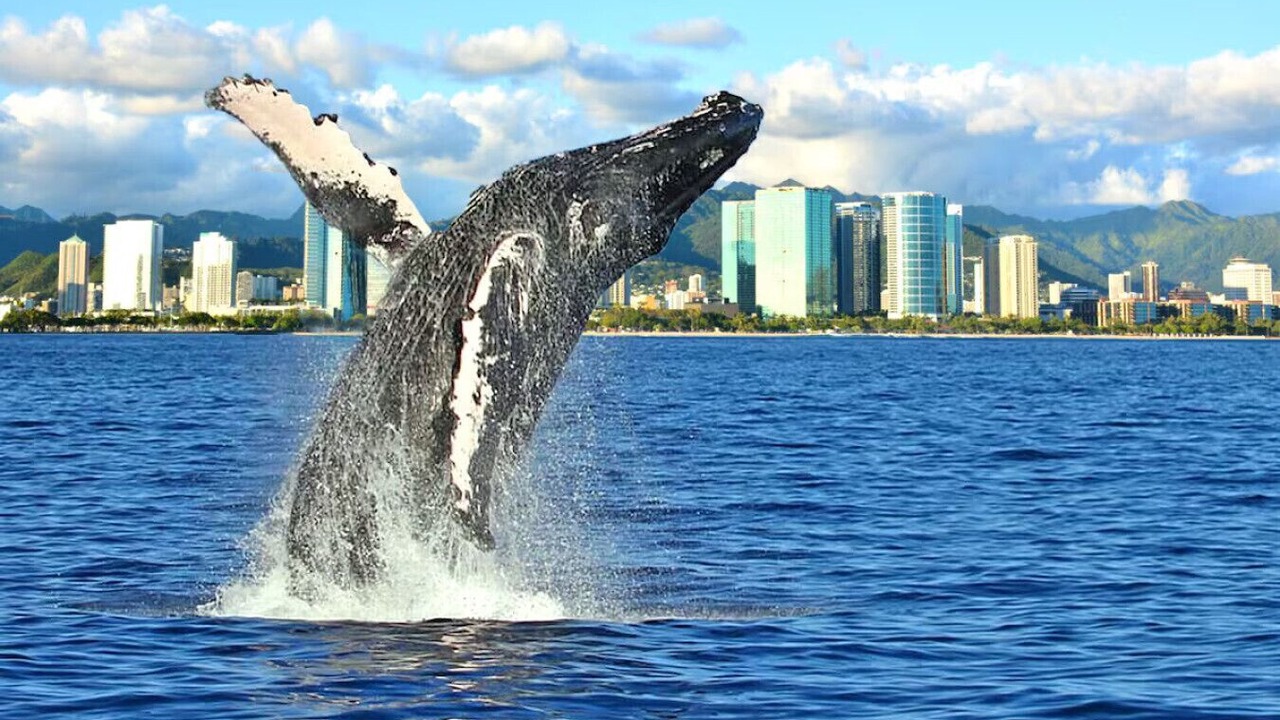 Photo of Others in Waikiki