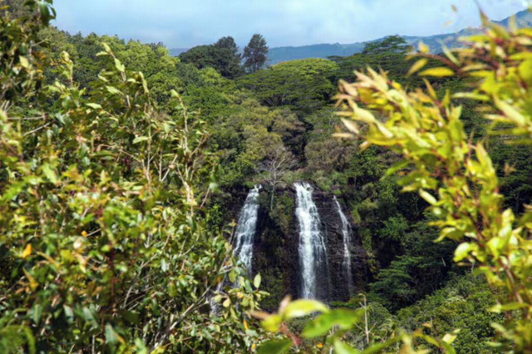 Photo of Others in Princeville