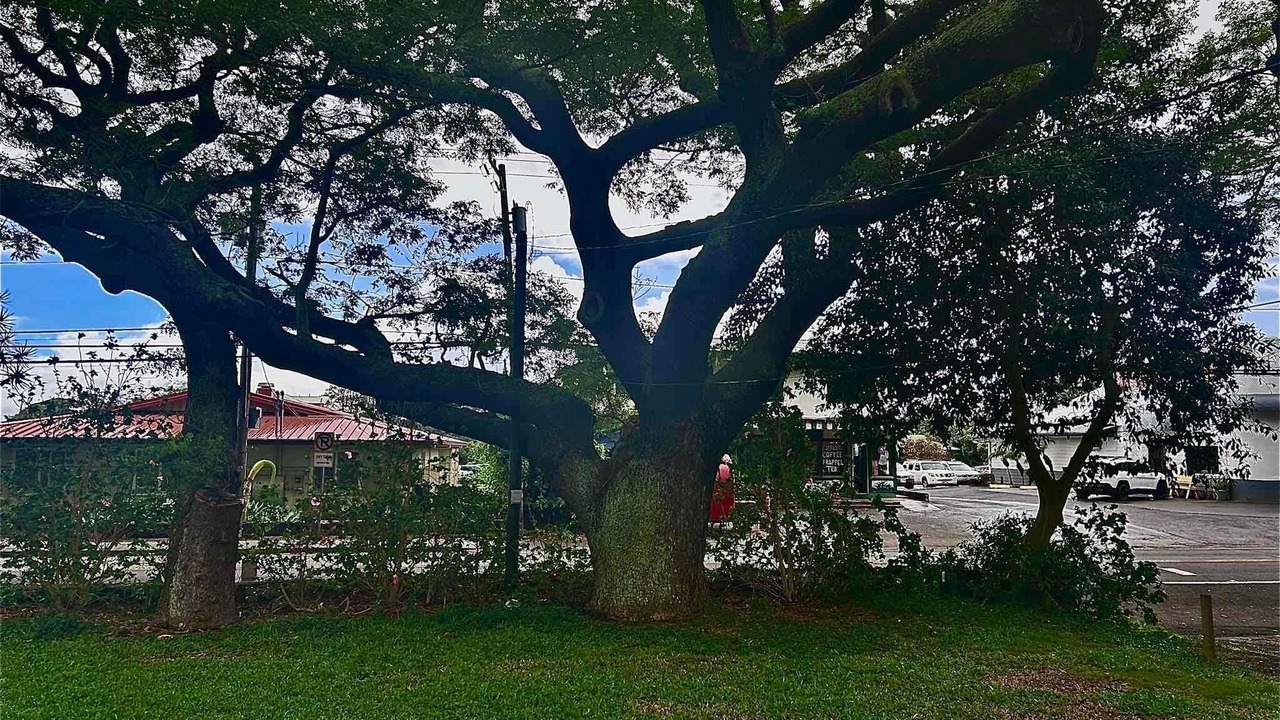 Photo of Others in Naalehu