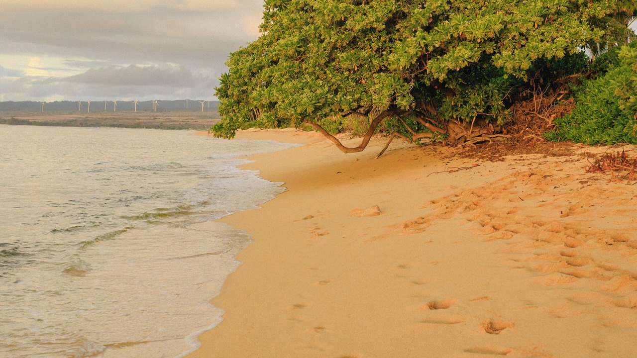 Photo of Others in Mokuleia