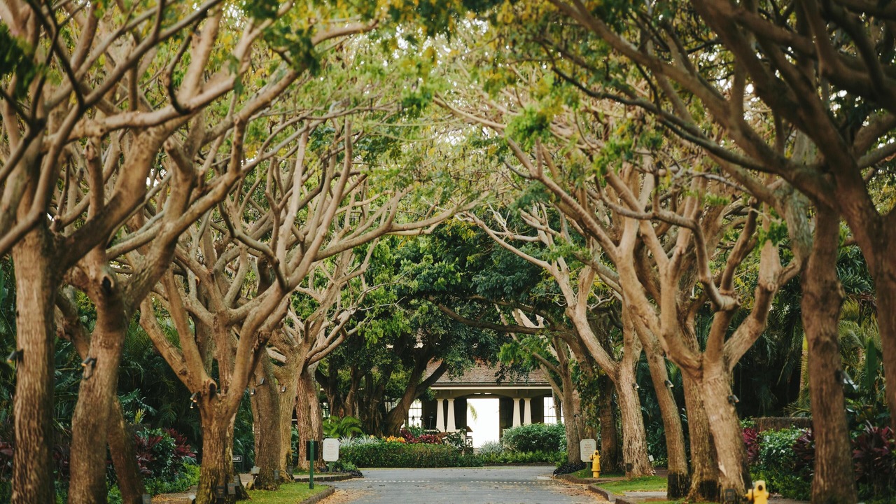 Photo of Others in Poipu