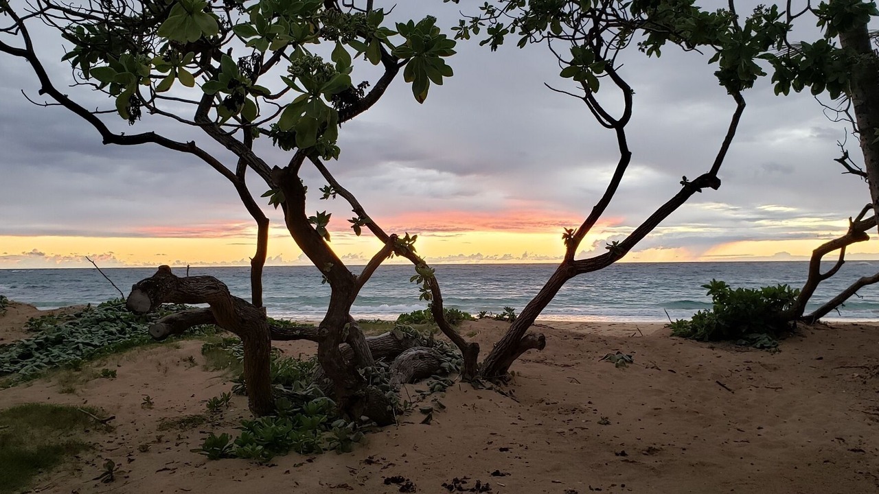 Photo of Others in Laie