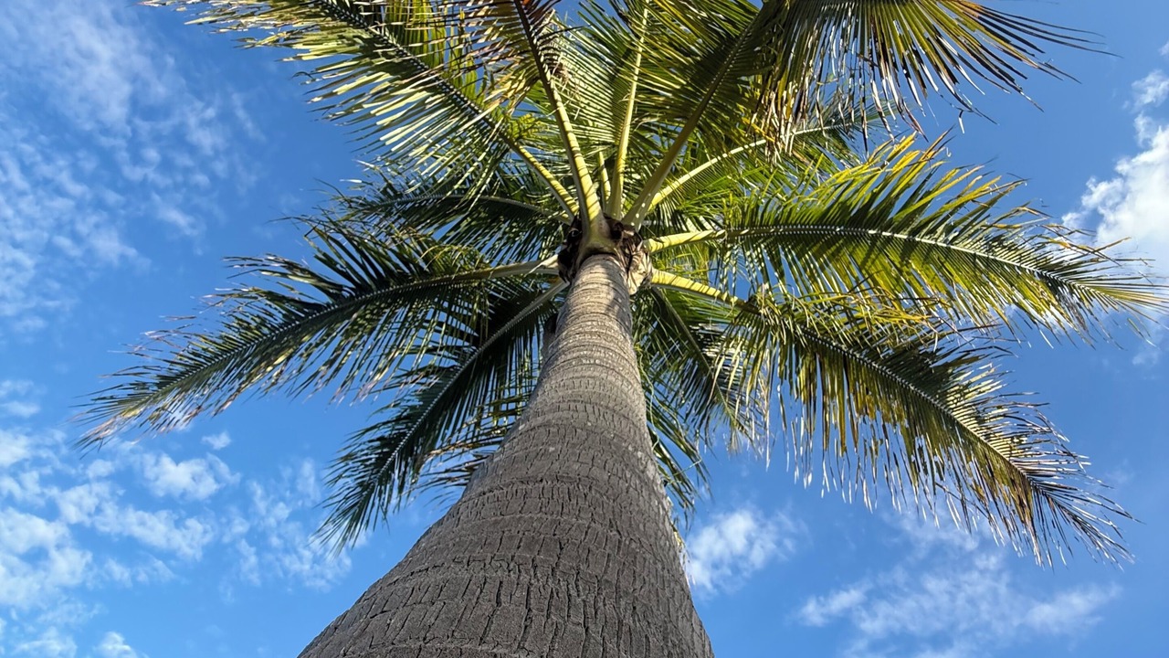 Photo of Others in Opihihale