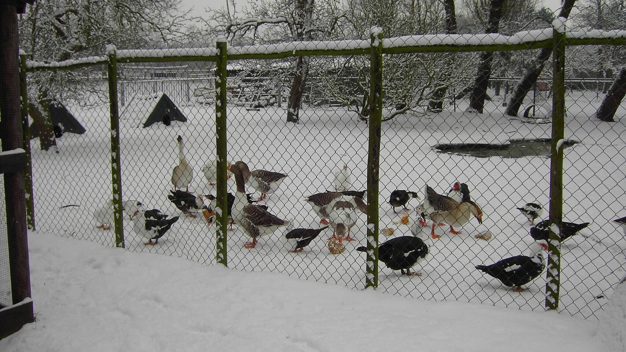 Photo of Others in Bergen op Zoom