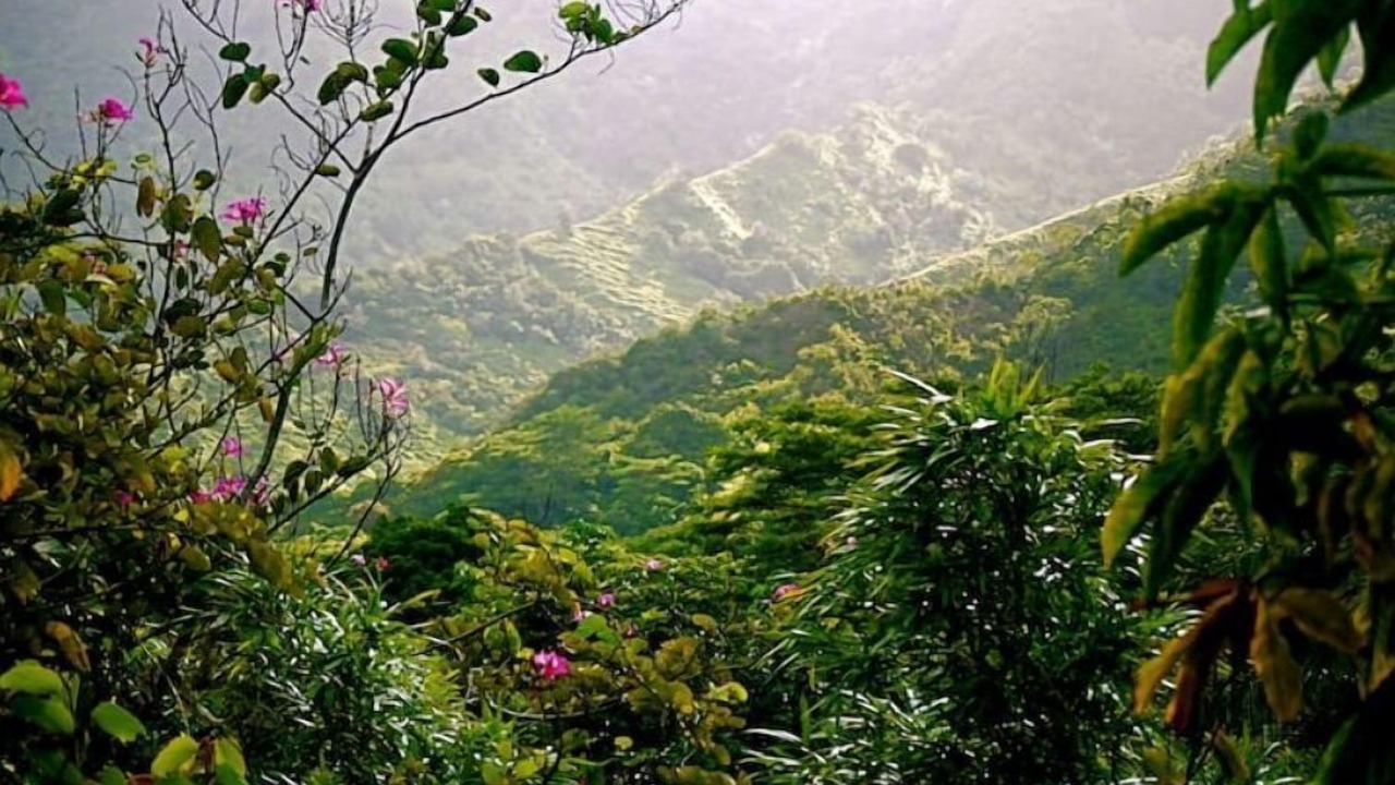 Photo of Outdoor in Wainiha