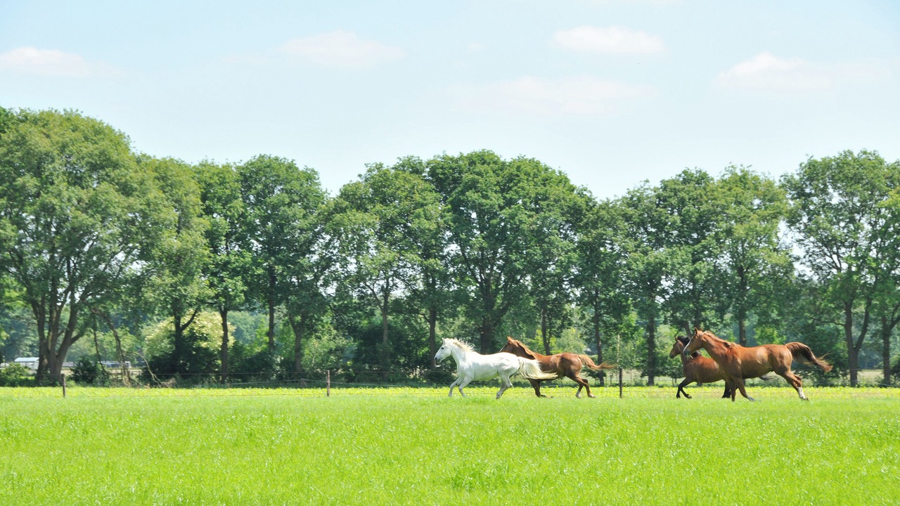 Photo of Others in Soest