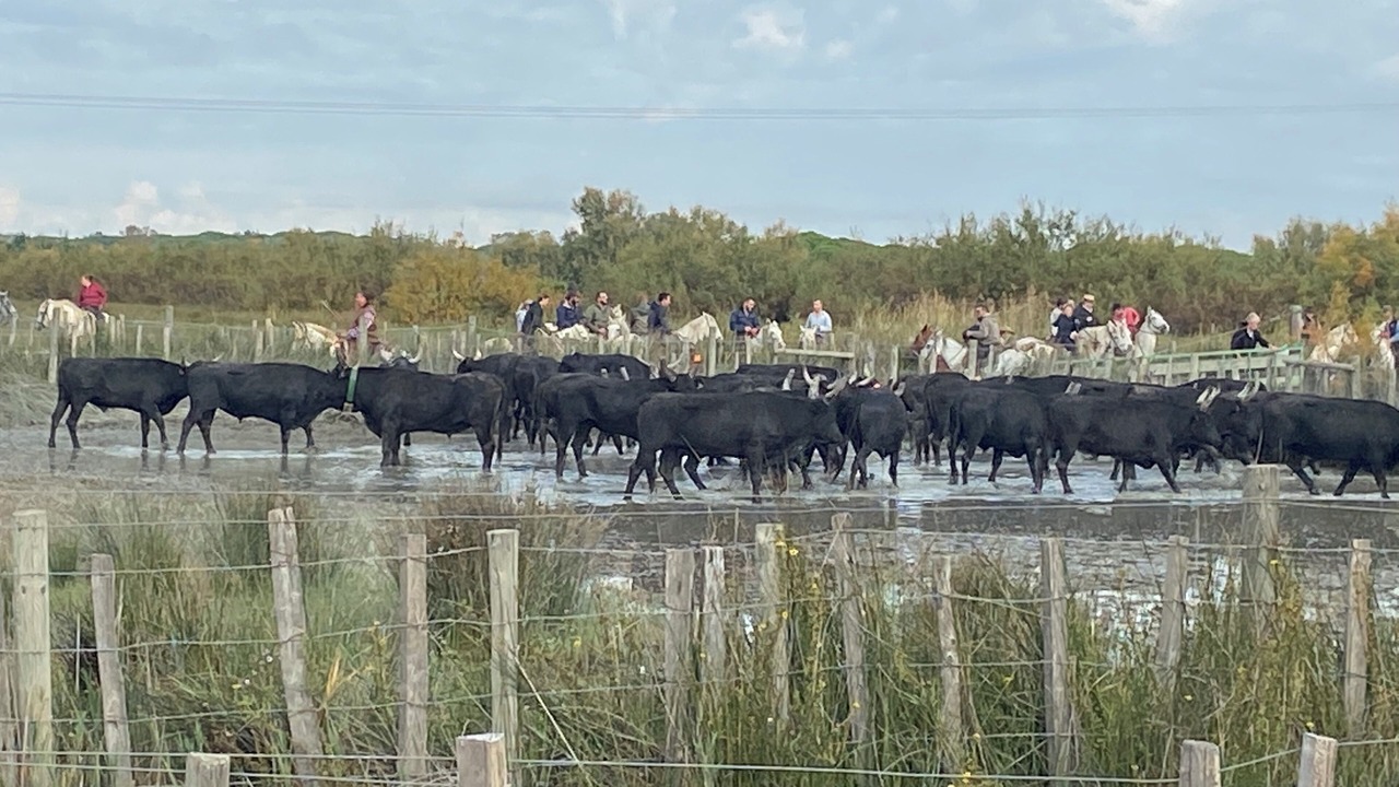 Photo of Others in Aigues-Mortes