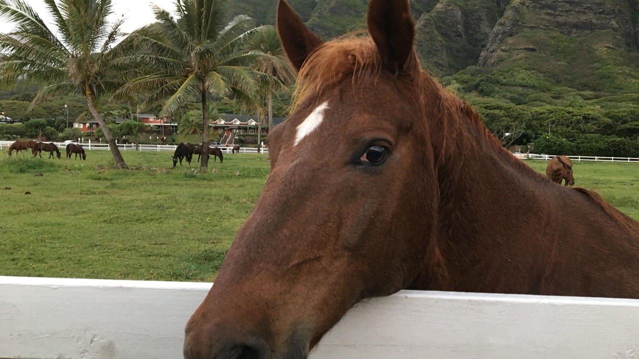 Photo of Others in Kahuku