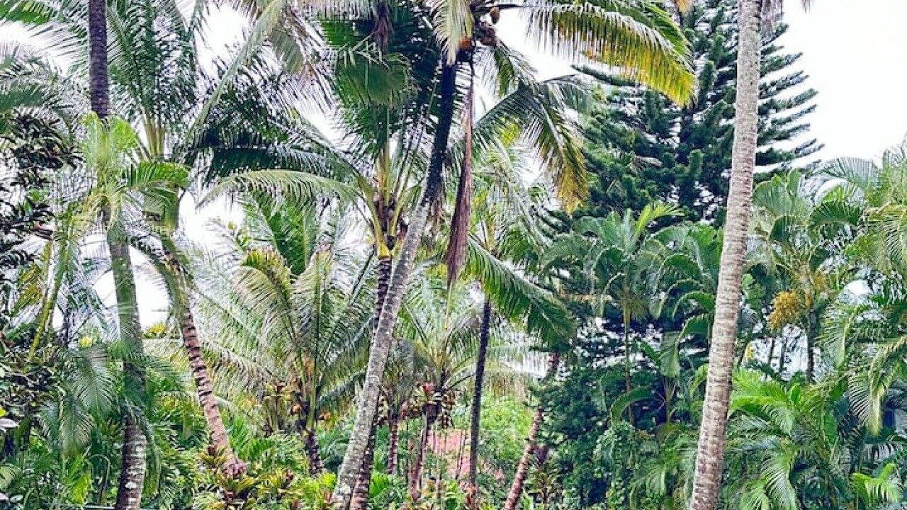 Photo of Outdoor in Kapoho