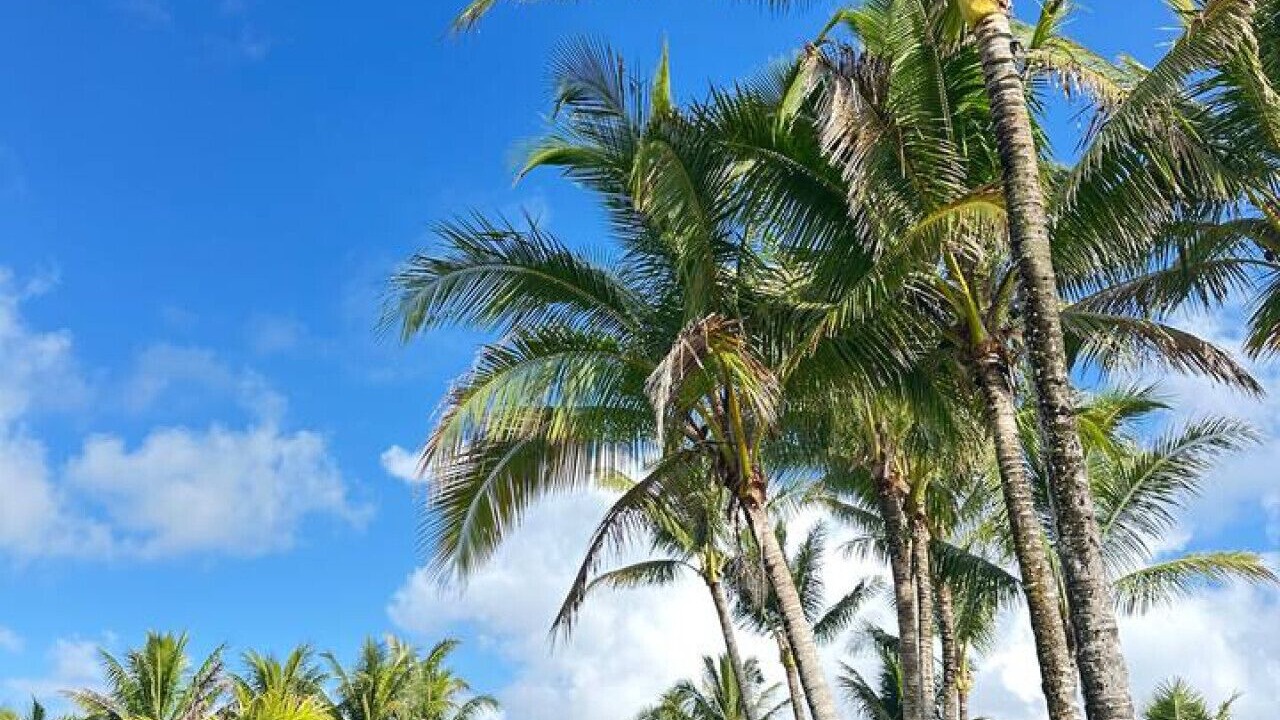 Photo of Others in Kapoho