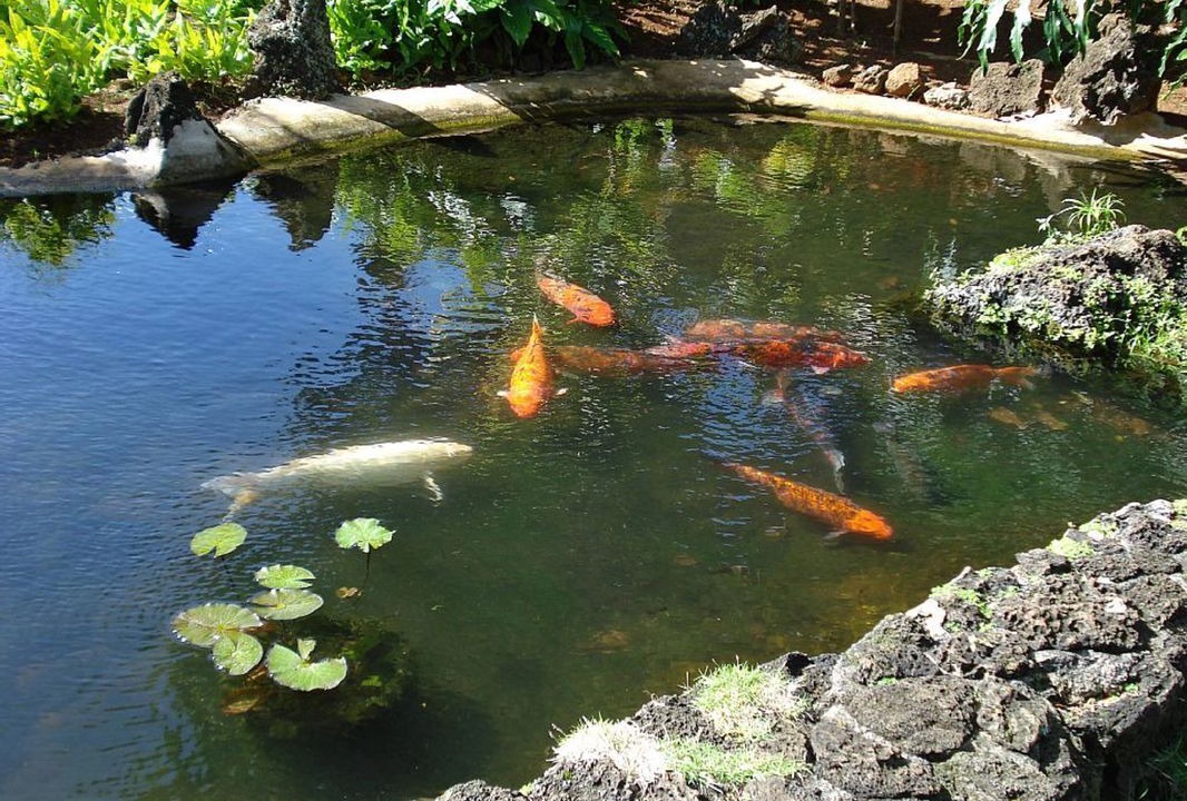 Photo of Others in Poipu