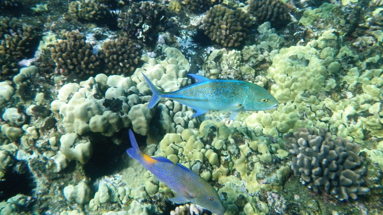 Photo of Others in Waikiki