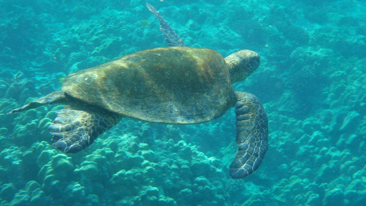 Photo of Others in Waikiki