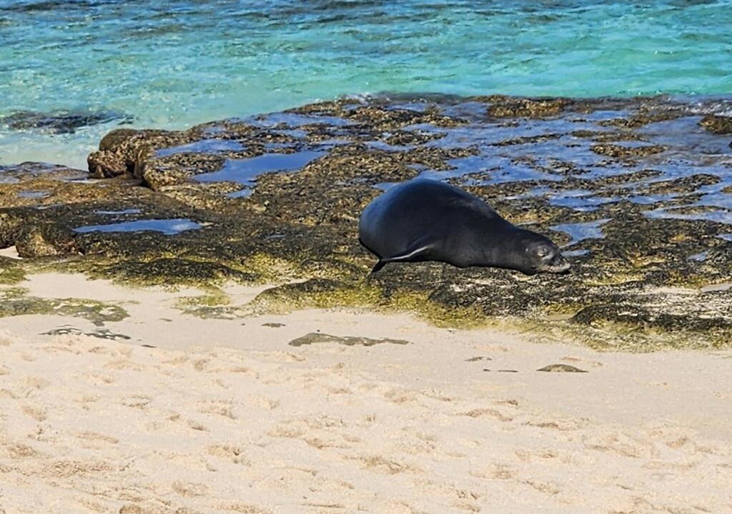 Photo of Others in Waialua