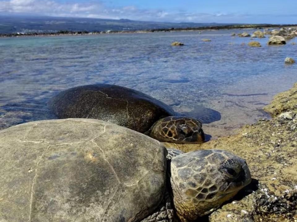 Photo of Others in Keaukaha