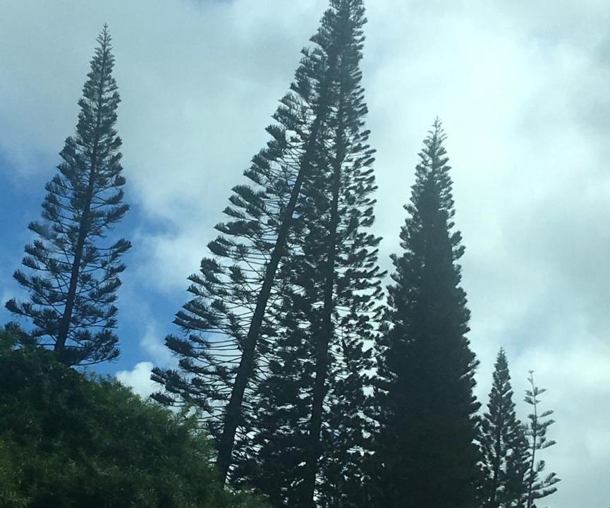 Photo of Others in Princeville